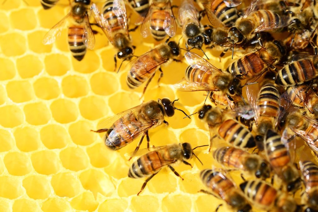 Abeilles, Pixabay