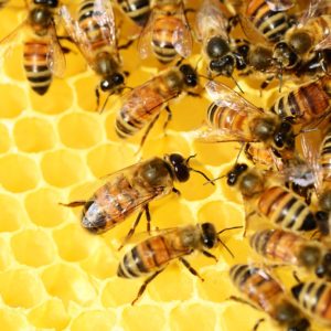 Le secret des abeilles et du miel