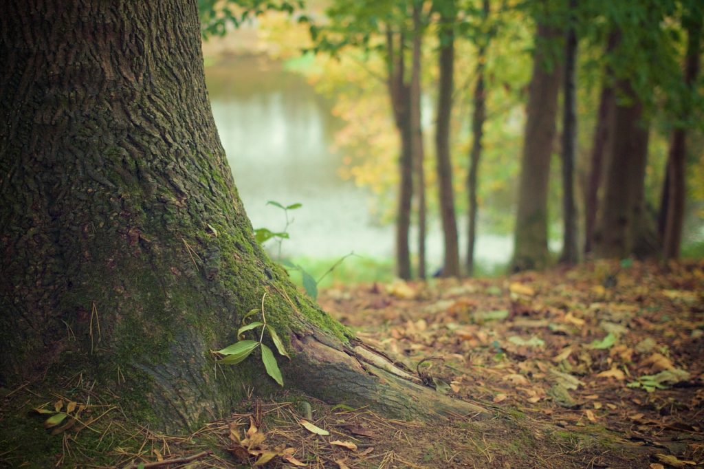 Forêt, Pixabay
