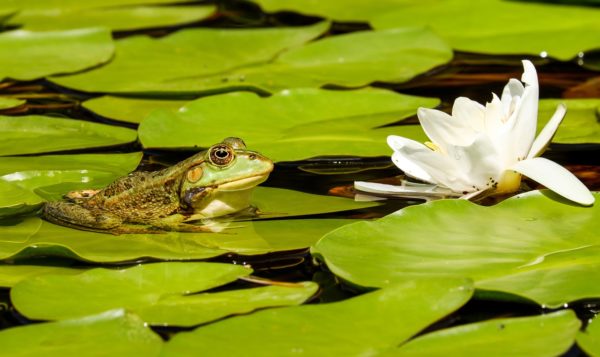 Champ-Pittet "Dans la peau d'une grenouille"