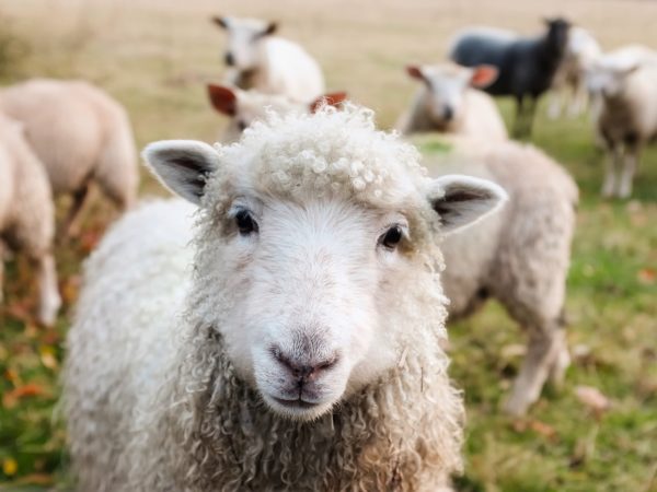 Découvre-moi un mouton