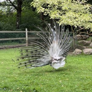 Les coulisses du Zoo de Servion (mardi)