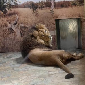 Les coulisses du Zoo de Servion (jeudi)