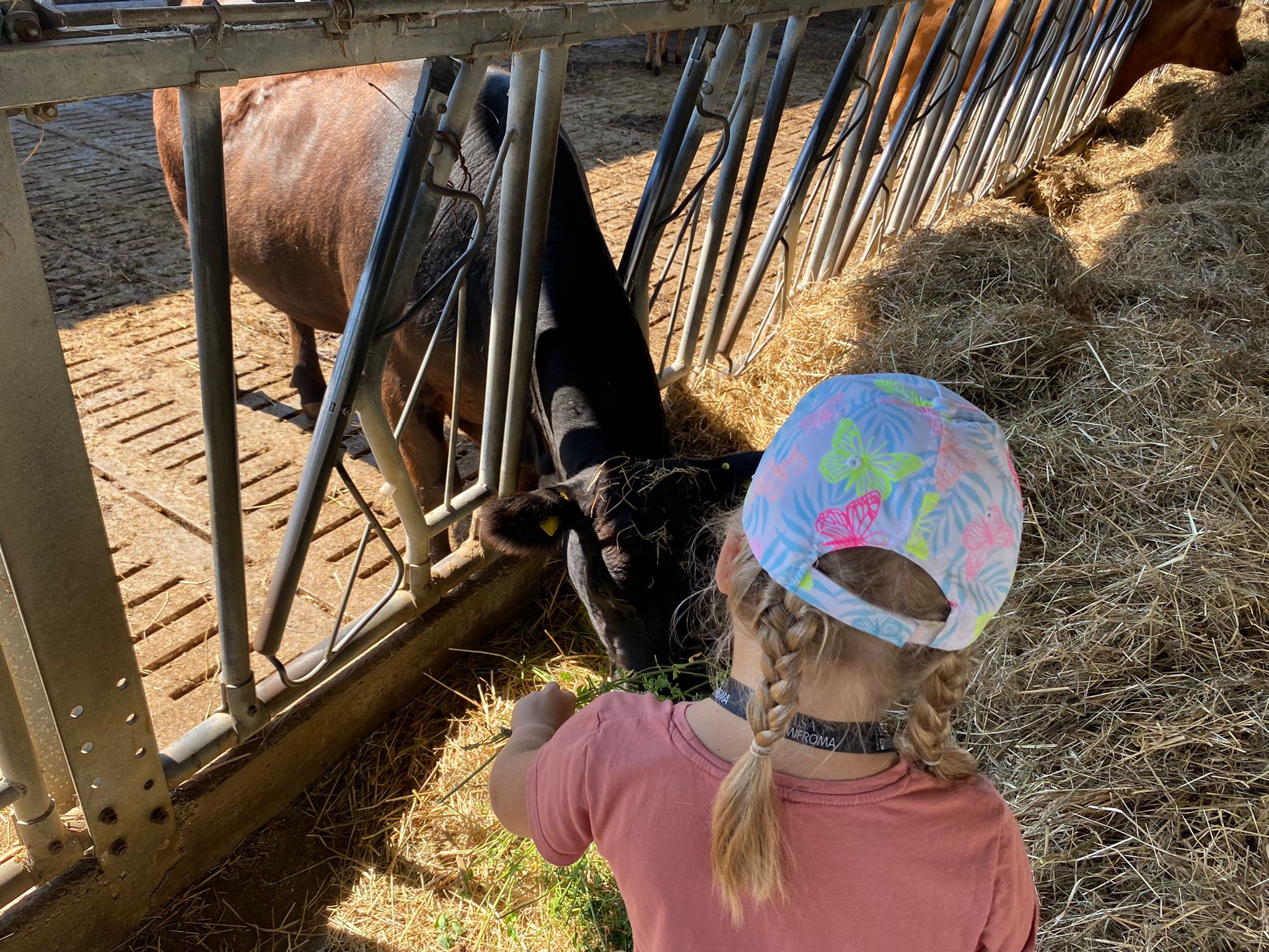 Traite du matin, vache