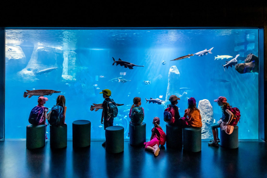 Aquatis-Aquarium-Vivarium-bassin-evolution-©nuno-acacio