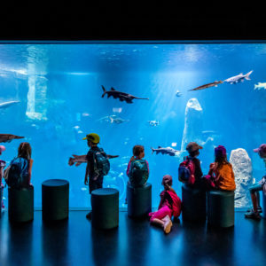 Aquatis – L’atelier découverte