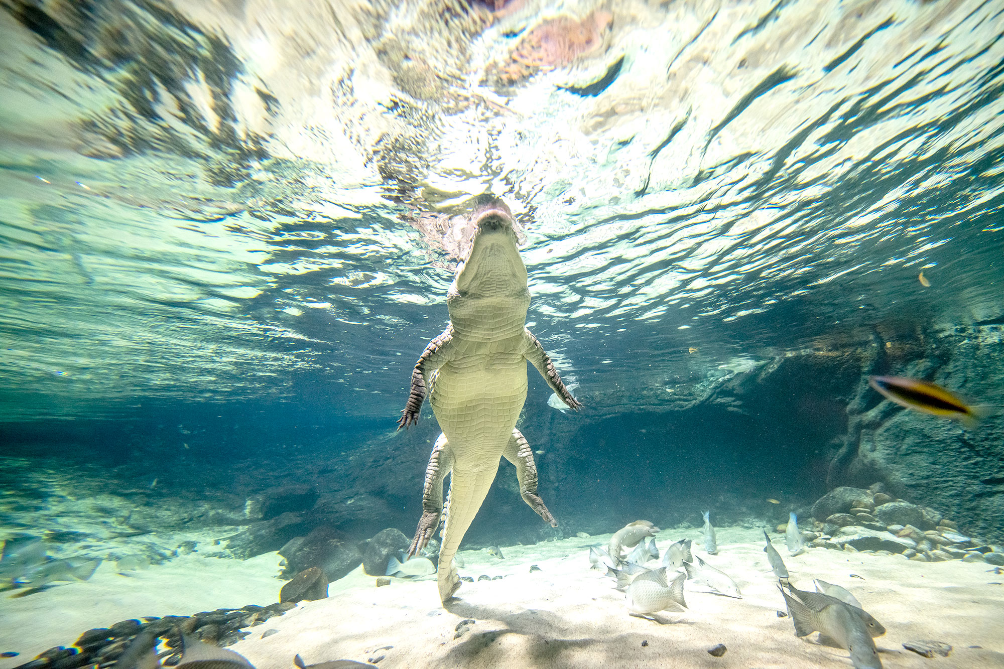 Aquatis-Aquarium-Vivarium-crocodile-du-desert-2-©nuno-acacio
