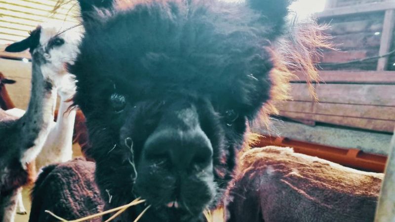 Alpagas